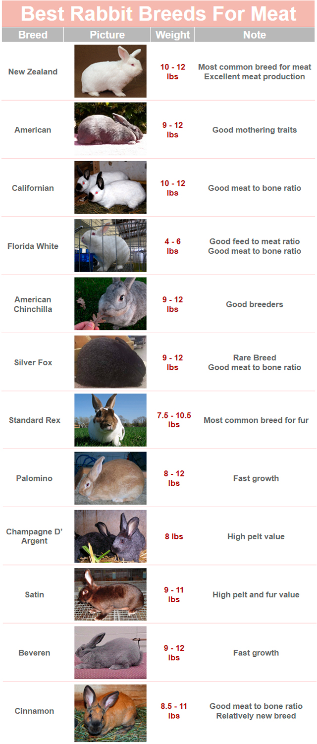 Rabbit Stewardship Ethical Humane Conscientious Raising Husbandry Rabbit Stewardship Ethical Humane Conscientious Raising Husbandry