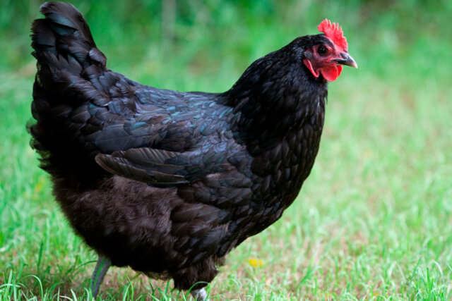 One Community chicken selection option Australorp Henn very good quality dual bred meat and egg layer