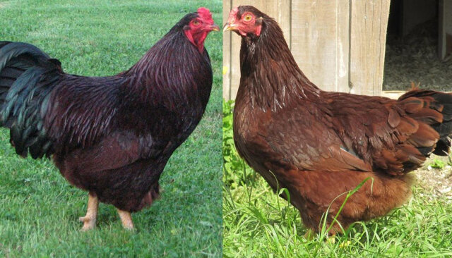 One Community chicken selection option Buckeye very good quality dual purpose bred meat and egg layer