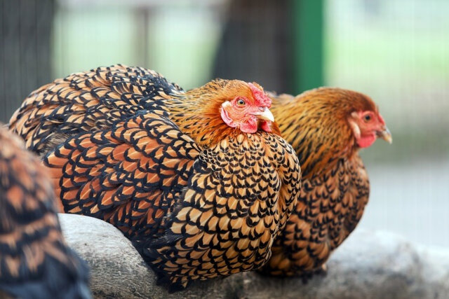 One Community chicken selection option Golden Laced Wyandotte high on the pecking order good for cold climates