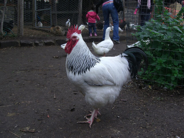 One Community chicken selection option Sussex very good quality dual purpose breed meat and egg layer