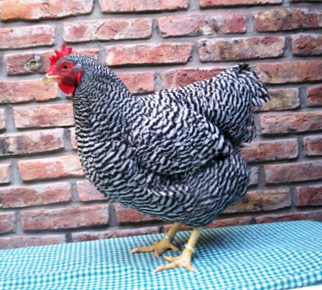 One Community chicken selection option Plymouth Rock very good quality dual purpose bred meat and egg layer