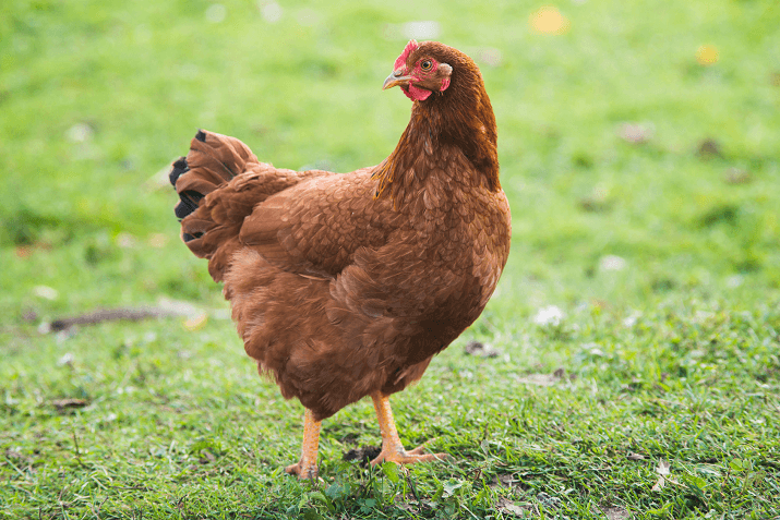 One Community chicken selection option Rhode Island Red very good quality dual purpose bred meat and egg layer