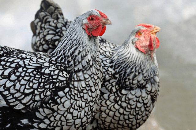 One Community chicken selection option Silver Laced Wyandotte very good quality dual purpose breed meat and egg layer, dominant breed