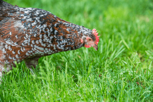 One Community chicken selection option Speckled Sussex, lays a lot of eggs, the meat is delicate, and are tolerant of a wide range of climates