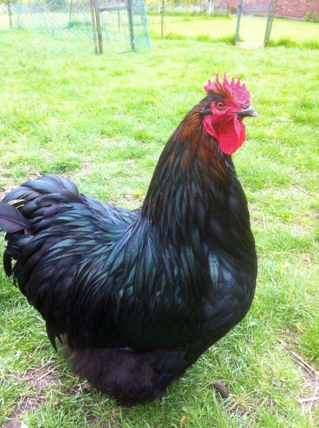 One Community chicken selection option Buckeye very good bred for meat , docile giant