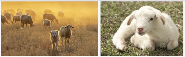 guardian animal, Sheep Stewardship, sheep, sheep raising