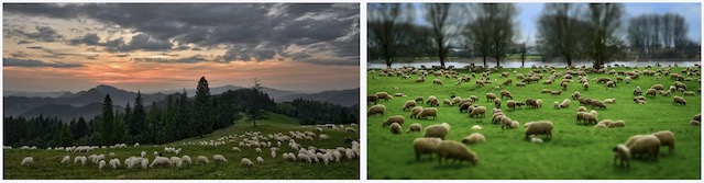 dairy sheep, Sheep Stewardship, sheep, sheep raising, management of dairy sheep