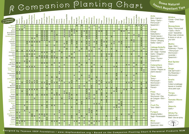 companion planting, companion plants, plant guilds, vegetable guilds, antagonistic plants, herbs, vegetables, fruit, companion planting chart, natural insect repellant tips, repelling ants, repelling aphids, repelling cabbage butterfly, repelling caterpillars, repelling fleas, repelling flies, repelling fruit fly, repelling fungus, repelling mice, repelling mildew, repelling mosquitoes, repelling moths, repelling red spider, repelling slugs, repelling snails, repelling thrips, repelling tomato worm repelling weevils, repelling white fly