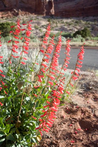 Firecracker penstemon (Penstemon eatonii) is a bright-red-flowered penstemon, it has demonstrated wide adaptability to common garden conditions regardless of seed source or trial site, plants bloomed in early spring and grew 1 to 3 feet tall, Plants overwintered successfully at both northern sites, but those from a lower-elevation accession in Carbon County exhibited better overall survival in the heavier soils of the northern sites, Plants survived both sun and part shade in the two southern sites, The species occurs throughout the north-central and southern part of the Intermountain West at elevations ranging from 2,700 to 11,000 feet, Most penstemon species do best in well-drained soils, Overwatering causes rank growth that flops under its own weight. Seed source should not be an issue with this species, either for growers or for retailers seeking an appropriate market, as there were no differences among accessions in winter-hardiness