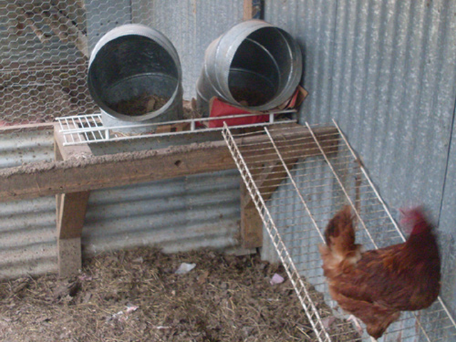 chicken housing, DIY nesting boxes, repurposed hvac pipes, housing chickens, creating chicken housing, Nesting Boxes Made From HVAC Pipes, chicken shelter needs, nesting boxes