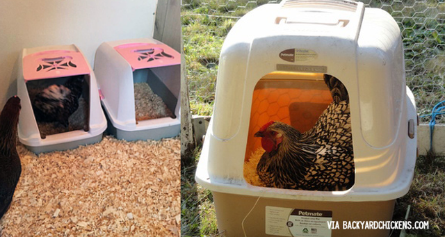 chicken housing, DIY nesting boxes, mailboxes for chickens, housing chickens, creating chicken housing, chicken shelter needs, nesting boxes, Nesting Boxes Made From a Kitty Litter Pan