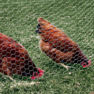 Chicken wire netting lightweight and easily moved, manufactured of thin, flexible galvanized steel wire with 1-inch hexagonal gaps, a dog, fox, or raccoon can rip through chicken wire in no time, it was designed to keep chickens in but not ground predators out, Chicken Wire Fence, chicken fencing needs