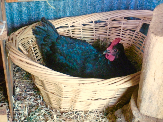 chicken housing, DIY nesting boxes, woven basket, housing chickens, creating chicken housing, Nesting Box Made From a Woven Basket, chicken shelter needs, nesting boxes